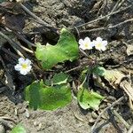 Nymphoides cristata Flor