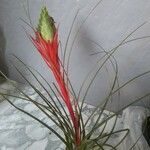Tillandsia punctulata 花