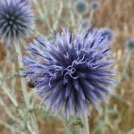 Echinops ritro Cvet