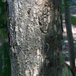 Markhamia zanzibarica 樹皮