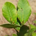 Mascarenhasia arborescens Hoja