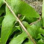 Taraxacum dissectum Кора