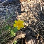 Ranunculus thora Bloem