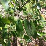 Prunus caroliniana Cvet