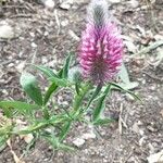 Trifolium purpureum Blomst