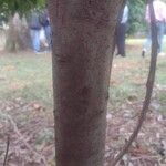 Nectandra megapotamica Bark