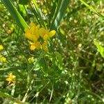 Lotus pedunculatusFlower