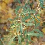 Chamaecytisus ruthenicus Leaf