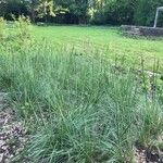Stipa tenuifolia Hoja