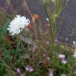Scabiosa ochroleuca 花