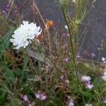 Scabiosa ochroleuca Blodyn