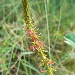 Indigofera hirsuta Kvet