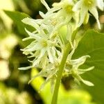 Echinocystis lobata Flower