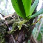 Angraecum zeylanicum 花