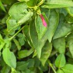 Mirabilis jalapa Lehti