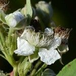 Rubus lindebergii