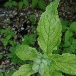 Pentaglottis sempervirens Blad