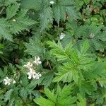 Rubus nemoralis Levél