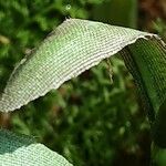 Galanthus elwesii Blad