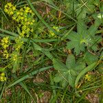 Alchemilla glabra Liść