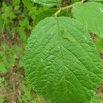 Prunus tomentosa Blatt