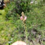 Onobrychis arenaria Blüte