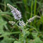 Mentha × villosa Blomma