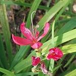 Hesperantha coccinea 花