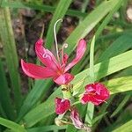 Hesperantha coccinea Flor