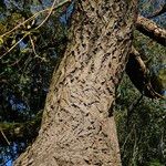 Salix × pendulina বাকল