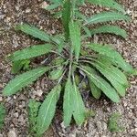Verbascum humile Leaf