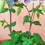 Aquilegia flabellata 花