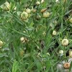 Linum usitatissimum Fruit