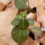 Euonymus fortunei Blad