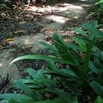 Setaria palmifolia 花