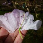 Rhododendron campanulatum Blüte