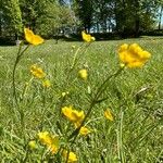 Ranunculus macrophyllus موطن