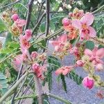 Cassia roxburghii Blomst