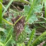 Cirsium acaule Ovoce