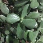 Crassula ovata অন্যান্য