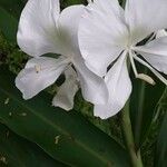 Hedychium coronarium Flower