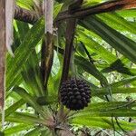 Pandanus purpurascens Fruto