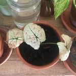 Caladium bicolorFeuille