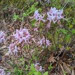 Rhododendron periclymenoides 花