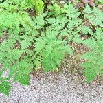 Myrrhis odorata 葉