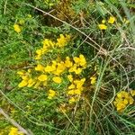 Cytisus decumbens Flor