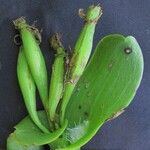 Epidendrum chlorocorymbos Fruit