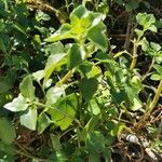 Senecio angulatusLeaf