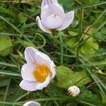 Crocus biflorus Floare