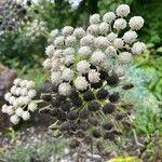 Seseli gummiferum 花